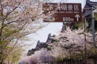 春天賞櫻花去玄武湖，買金相切割機來鏈能金相